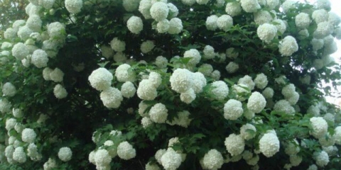 Kako rezati i oblikovati viburnum bulldenezh u proljeće, jesen